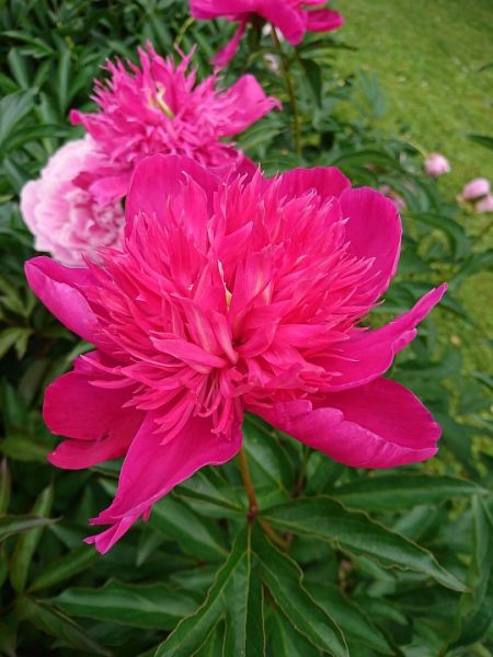 Resize_of_DSC_0011.JPG